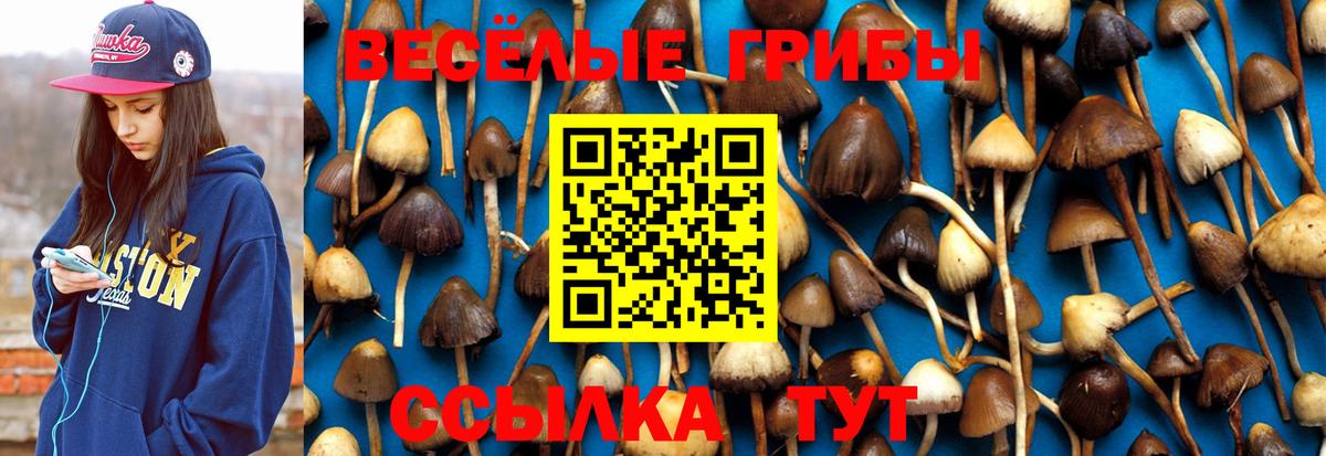 Псилоцибиновые грибы Psilocybine cubensis Камень-на-Оби